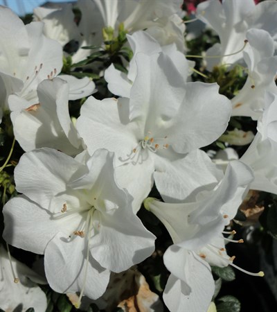 Azalea Bloom-A-Thon® White